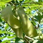 Gymnoclados dioicus peulvruchten